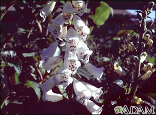 Foxglove Digitalis purpurea