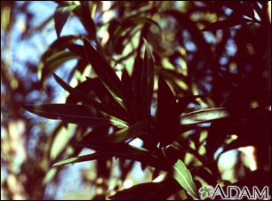 Oleander (Nerium oleander) - Illustration Thumbnail
                      