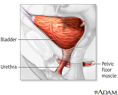 Bladder and urethral repair - series - Normal anatomy