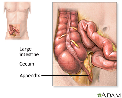 appendix