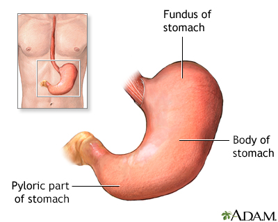 Stomach anatomy - Presentation Thumbnail
              