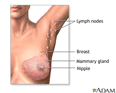 How Does Breast Cancer Start & Spread?, Breast Cancer Anatomy