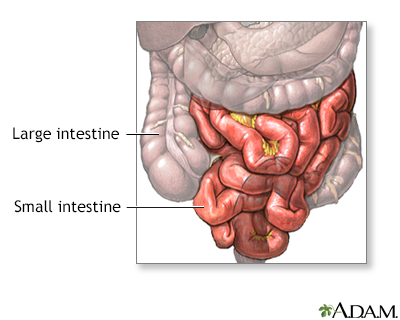 large intestine and small intestine