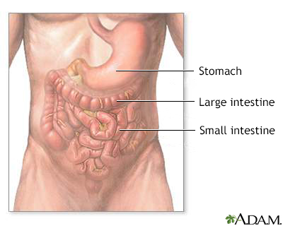 Normal abdominal anatomy - Illustration Thumbnail
              