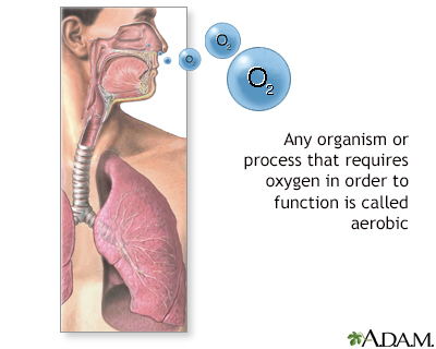 Aerobic organisms - Illustration Thumbnail
                      