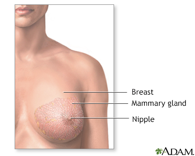 Normal female breast anatomy - Illustration Thumbnail
              