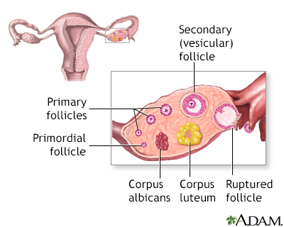 Follicle development - Illustration Thumbnail
                      