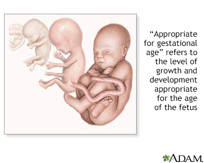 Gestational ages - Illustration Thumbnail
              