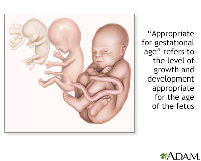 Gestational ages - Illustration Thumbnail              