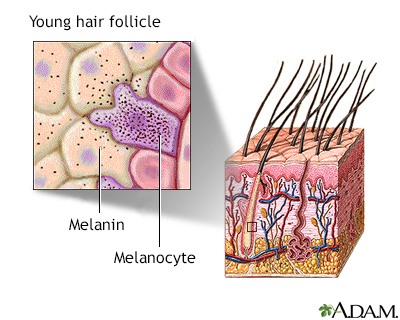 Hair follicle of young person - Illustration Thumbnail
              