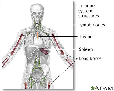 Immune system structures - Illustration Thumbnail
              
