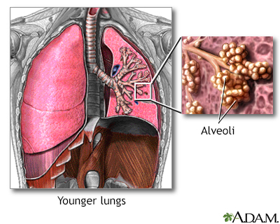 Normal lungs and alveoli - Illustration Thumbnail
              