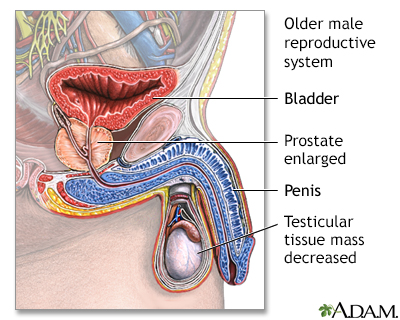 Aged male reproductive system