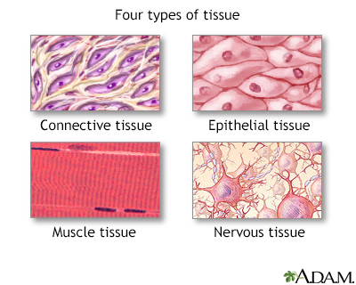 Tissue types