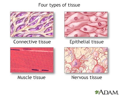 types of connective tissue chart