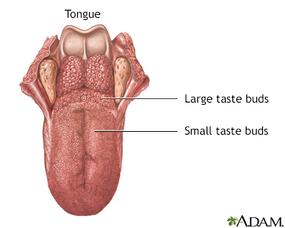 Tongue - Illustration Thumbnail
              