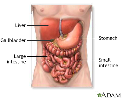 Digestive system organs