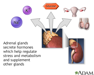 Adrenal gland hormone secretion - Illustration Thumbnail              