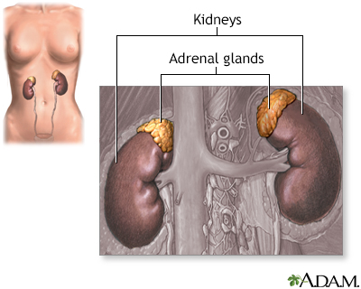 Adrenal glands - Illustration Thumbnail              