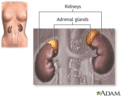 Adrenal glands - Illustration Thumbnail
                      