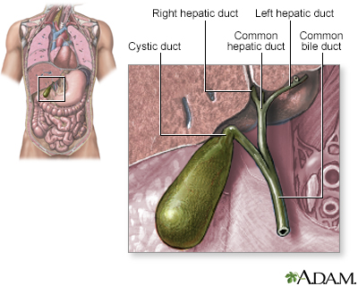 Gallbladder - Illustration Thumbnail
                      