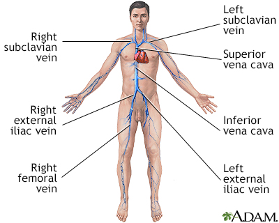 Deep veins - Illustration Thumbnail
              