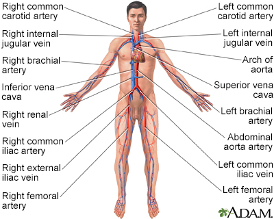 Circulatory system - Illustration Thumbnail
              