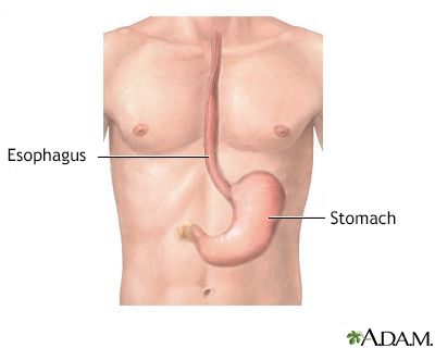 Esophagus and stomach anatomy - Illustration Thumbnail
                      