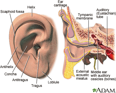 inner ear bone broken