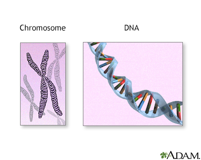 Chromosome Information | Mount Sinai - New York