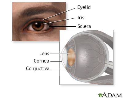 Eye lens anatomy - Illustration Thumbnail
                      