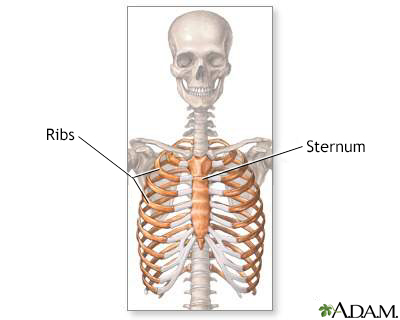 Ribcage - Illustration Thumbnail
                      