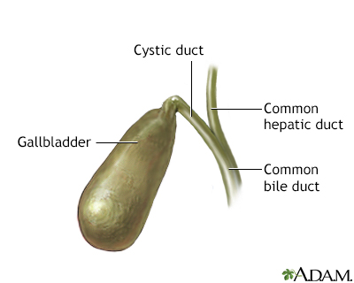 Gallbladder anatomy - Illustration Thumbnail
              