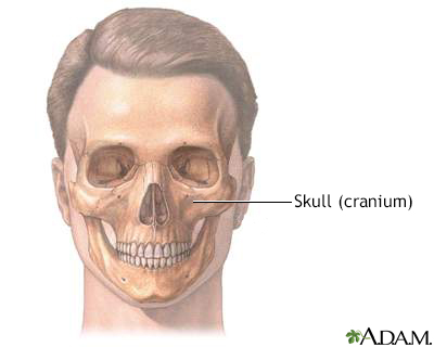 facial aspect of the cranium + the head in general Diagram