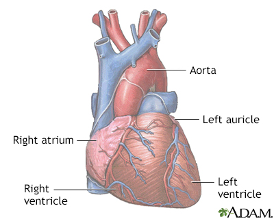 Normal anatomy of the heart - Illustration Thumbnail
                      