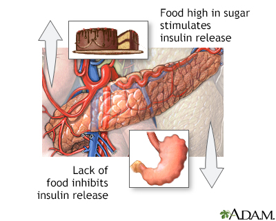 غذا و ترشح انسولین