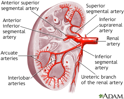 Kidney blood supply - Illustration Thumbnail
              