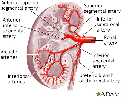 Kidney blood supply - Illustration Thumbnail              