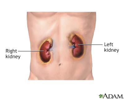 Kidneys - Illustration Thumbnail
              
