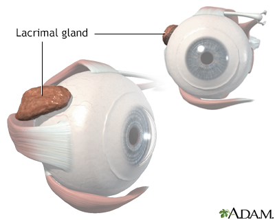 Lacrimal gland anatomy - Illustration Thumbnail
                      