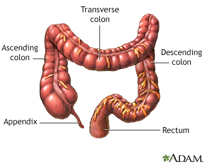 The large intestine - Illustration Thumbnail
              