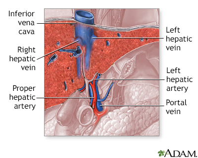 left gastric vein esophageal varices