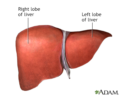 Liver anatomy - Illustration Thumbnail