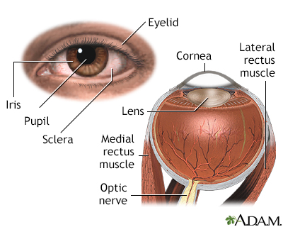 External and internal eye anatomy - Illustration Thumbnail							