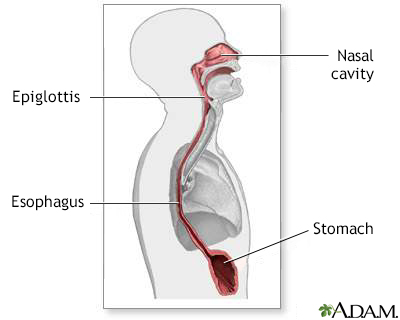 Esophagus - Illustration Thumbnail
              