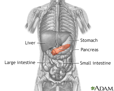 Pancreas - Illustration Thumbnail              