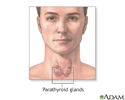 Parathyroid glands - Illustration Thumbnail
              