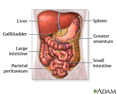 Abdominal organs - Illustration Thumbnail
              