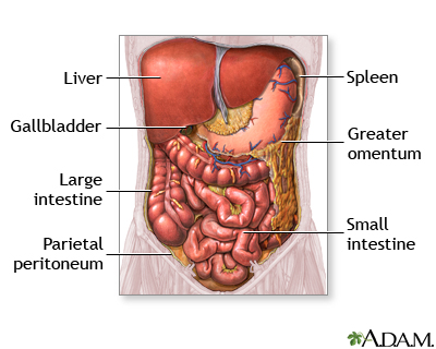 Abdominal organs - Illustration Thumbnail
                      