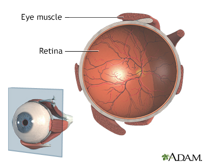 Normal Retinal Anatomy - The Retina Reference